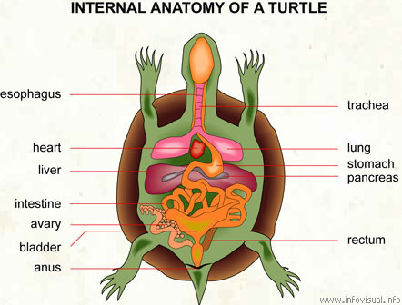 02020internal20anatomy20of20a20turtle.jpg